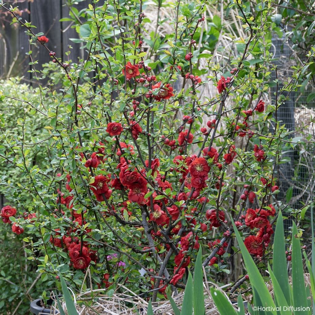 Chaenomeles speciosa Double Delice Love - Chinese sierkwee