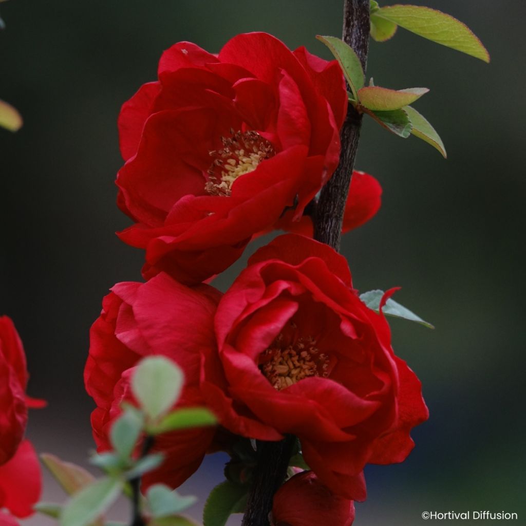 Chaenomeles speciosa Double Delice Love - Chinese sierkwee