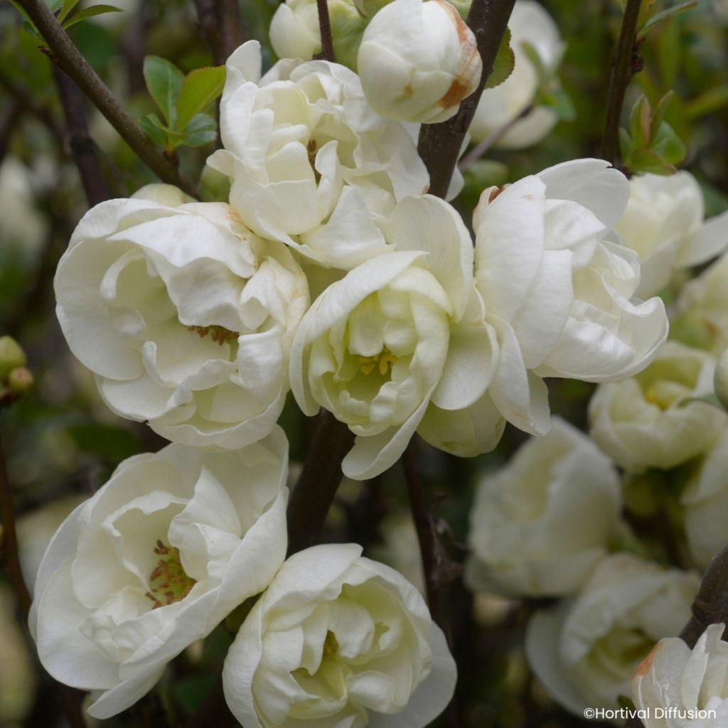 Chaenomeles speciosa Double Delice Pure - Chinese sierkwee