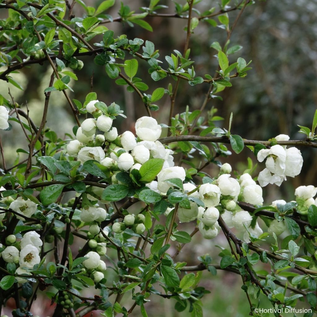 Chaenomeles speciosa Double Delice Pure - Chinese sierkwee