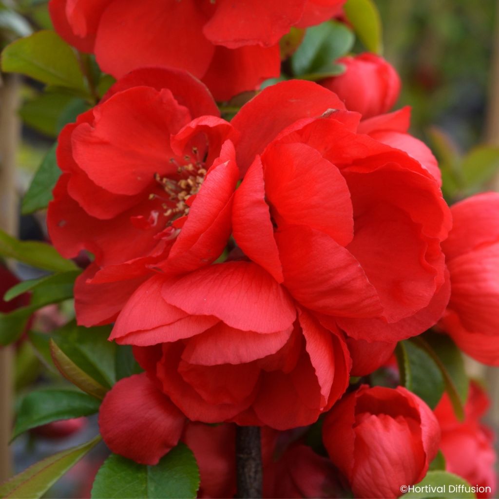 Chaenomeles speciosa Double Delice Rouge Baiser - Chinese sierkwee