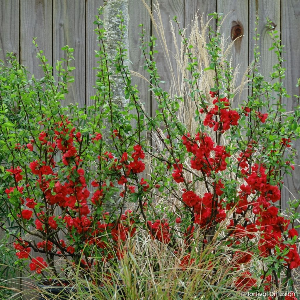 Chaenomeles speciosa Double Delice Rouge Baiser - Chinese sierkwee