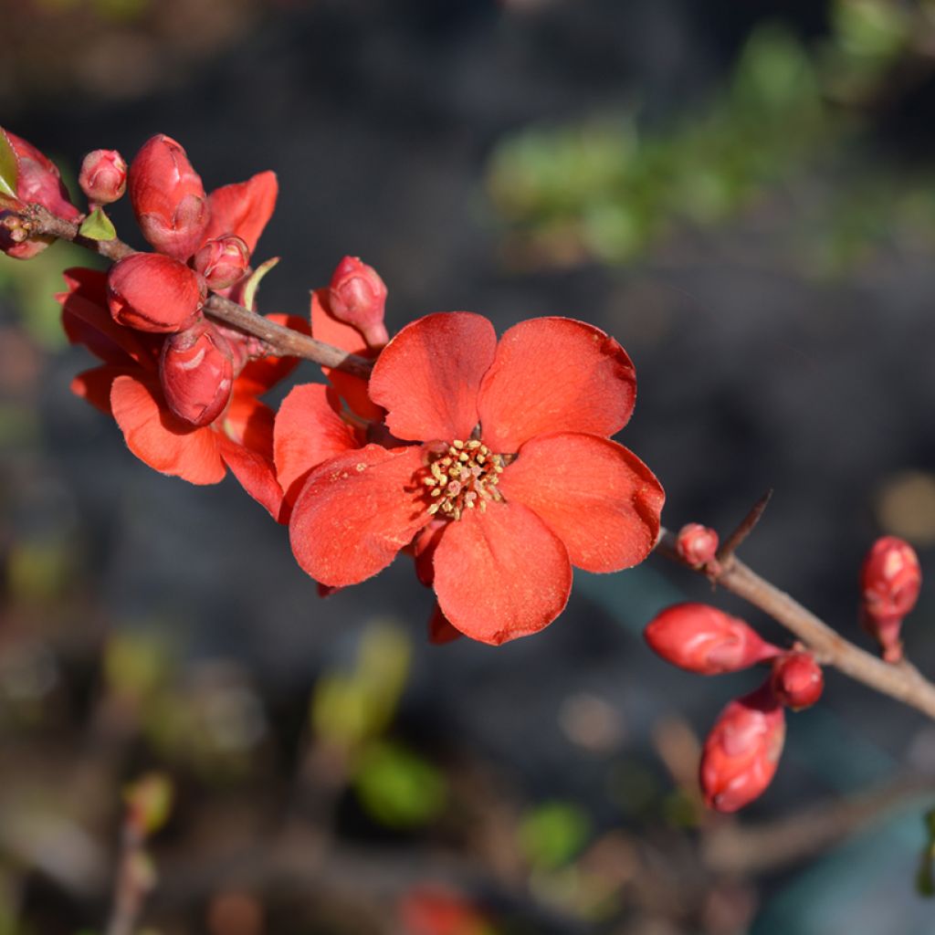 Chaenomeles superba Hollandia - Chinese sierkwee