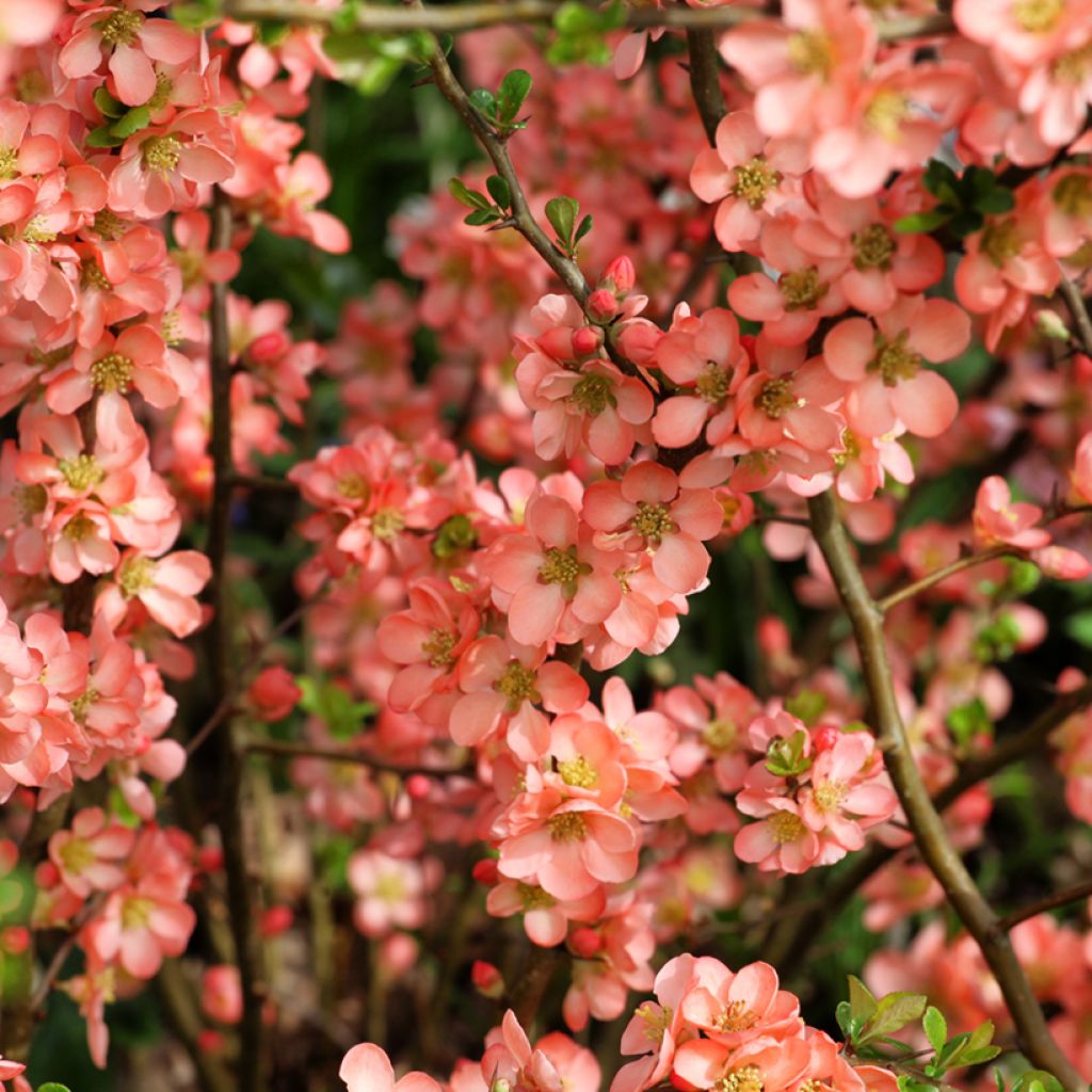 Chaenomeles superba Salmon Horizon - Chinese sierkwee