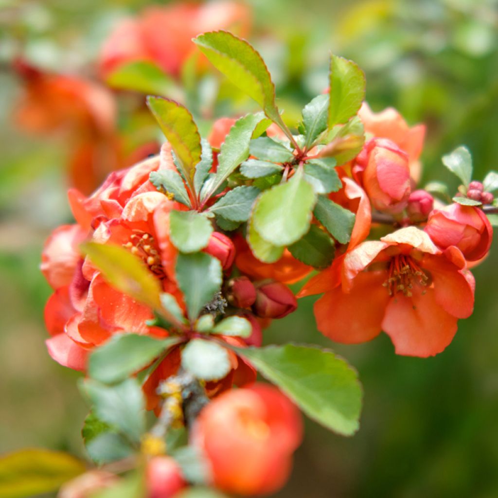Chaenomeles superba Texas Scarlet - Chinese sierkwee
