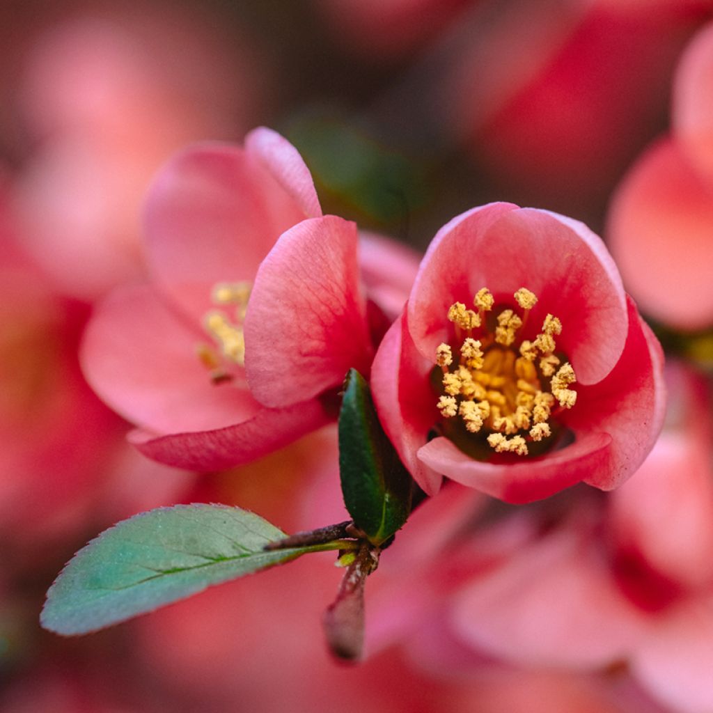 Chaenomeles superba Red Joy - Dwergkwee