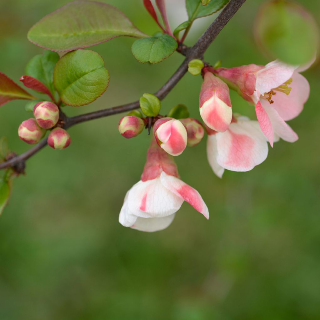 Chaenomeles speciosa Toyo-Nishiki - Japanse sierkwee