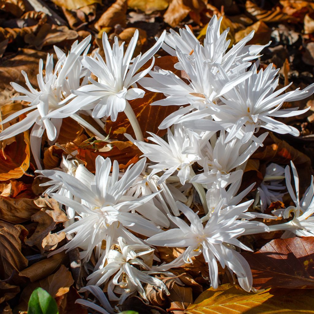 Colchicum autumnale Alboplenum - Herfsttijloos