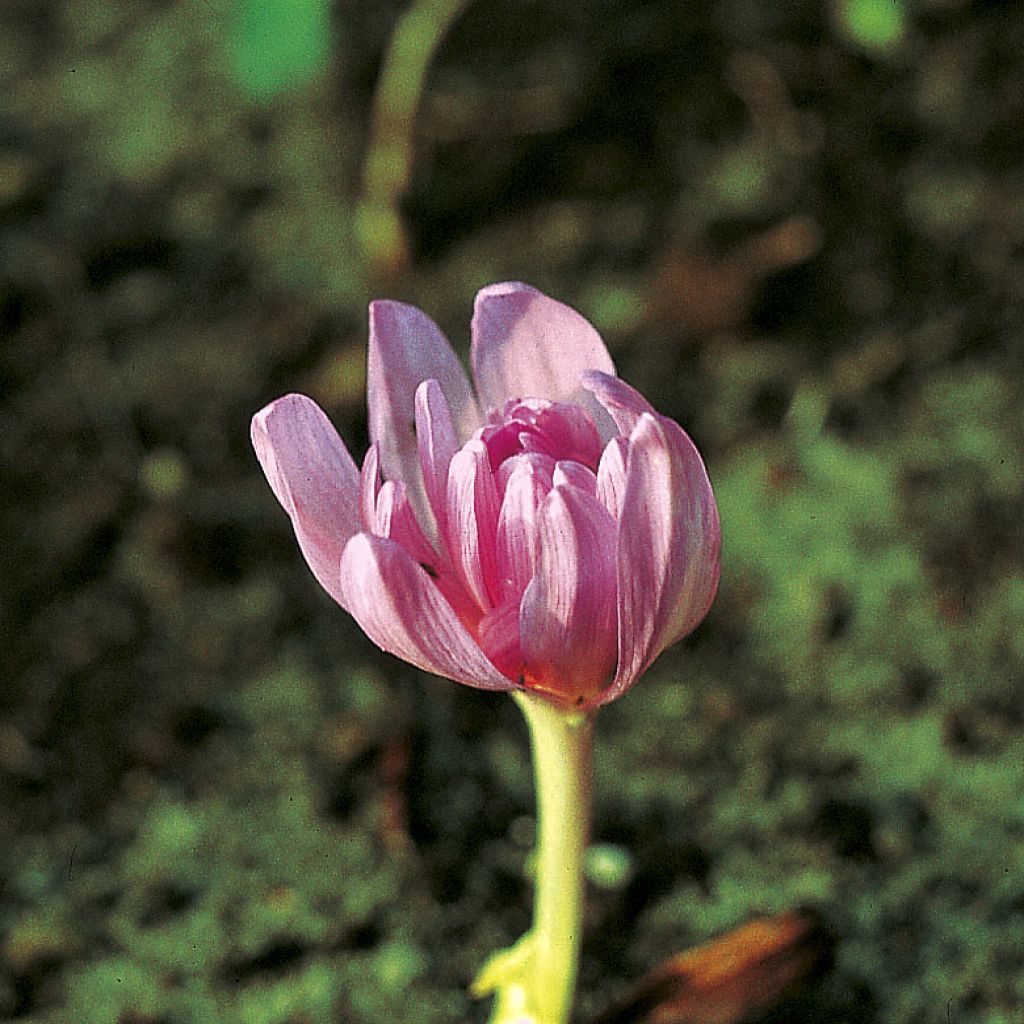 Colchicum autumnale Pleniflorum - Herfsttijloos
