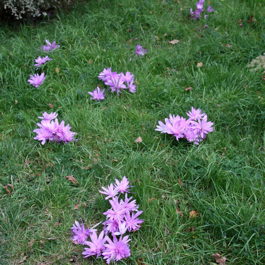Colchicum autumnale Pleniflorum - Herfsttijloos