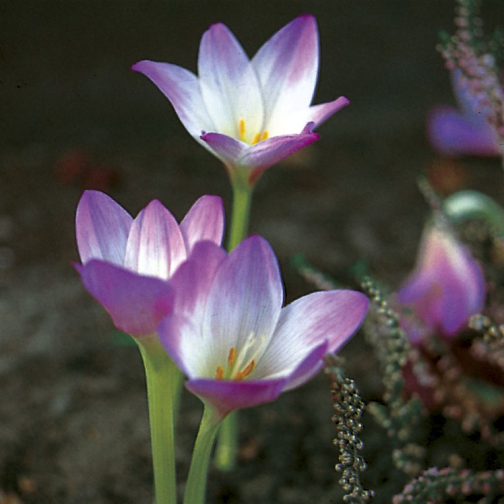 Colchicum giganteum - Herfsttijloos