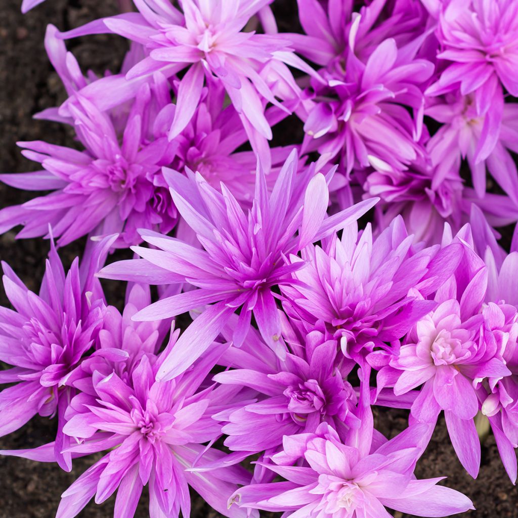 Colchicum automnale Waterlily - Herfsttijloos