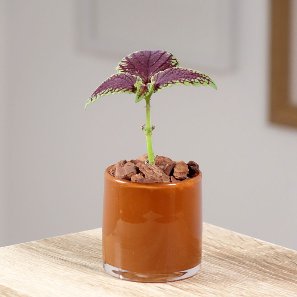 Coleus Abbey Road - Siernetel