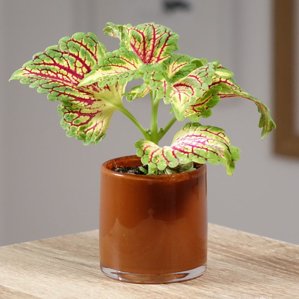 Coleus Spacecake - Siernetel