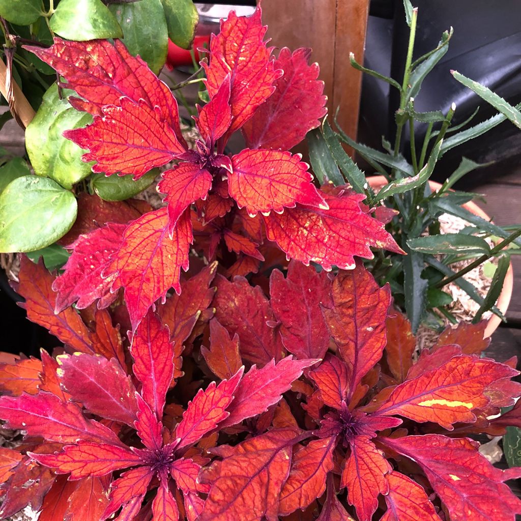 Coleus FlameThrower Habanero - Siernetel