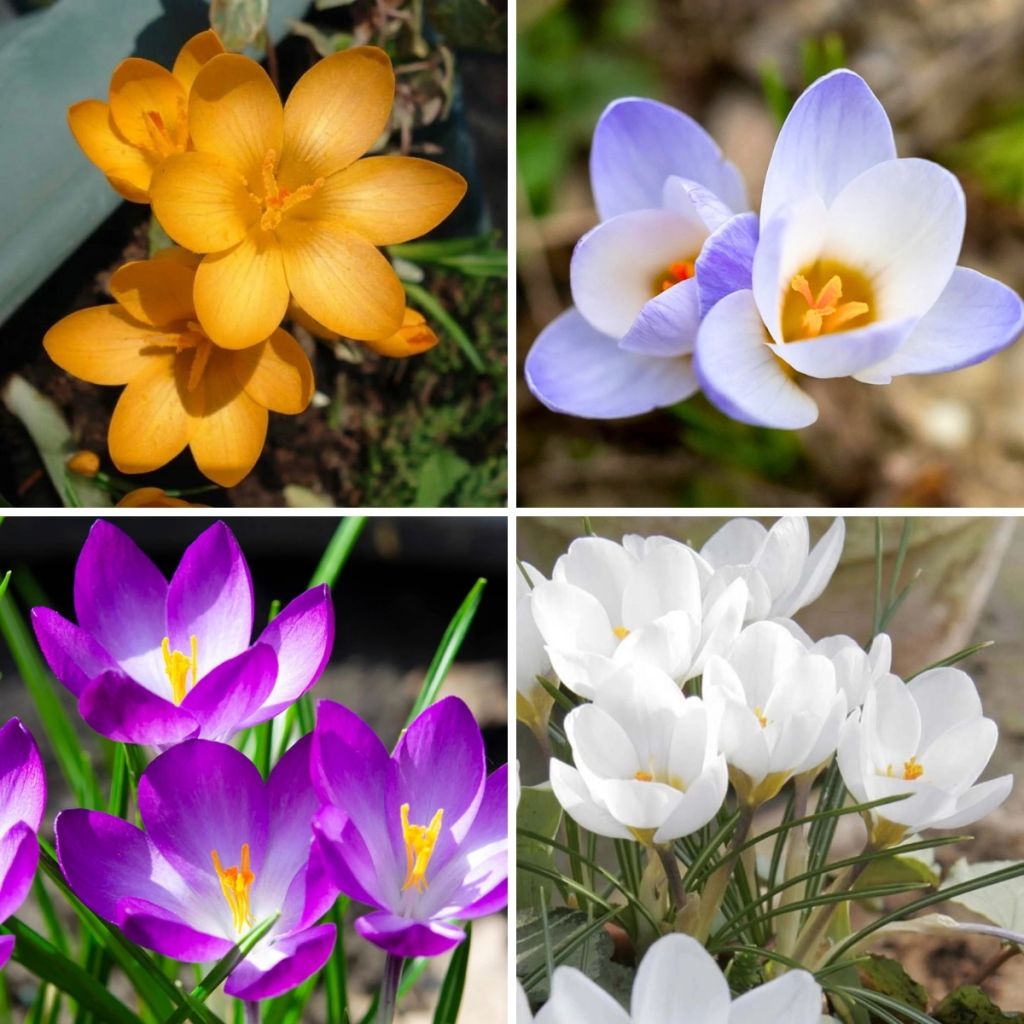 Collectie 115 Botanische Krokussen