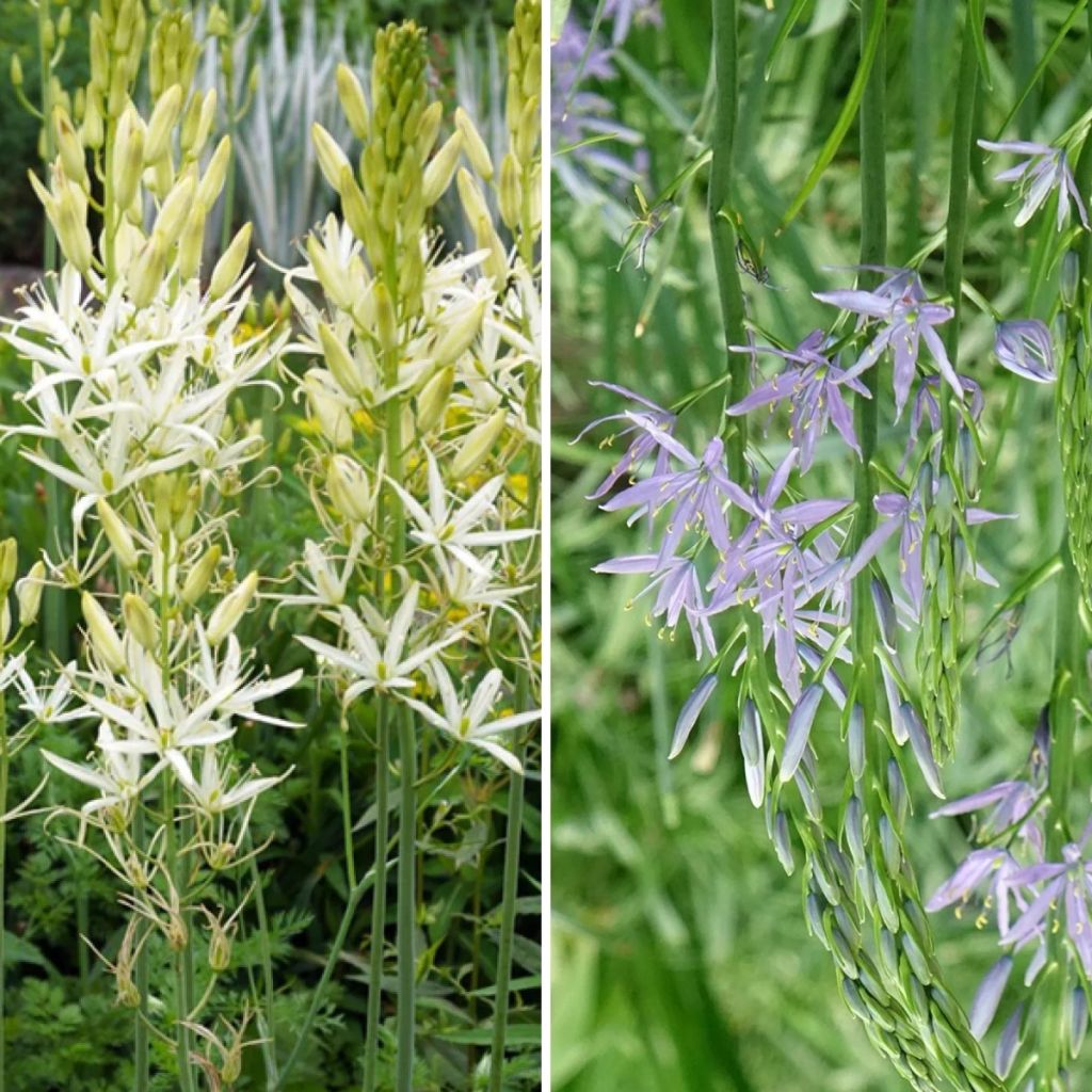 Collection 8 Camassias Wit en Blauw