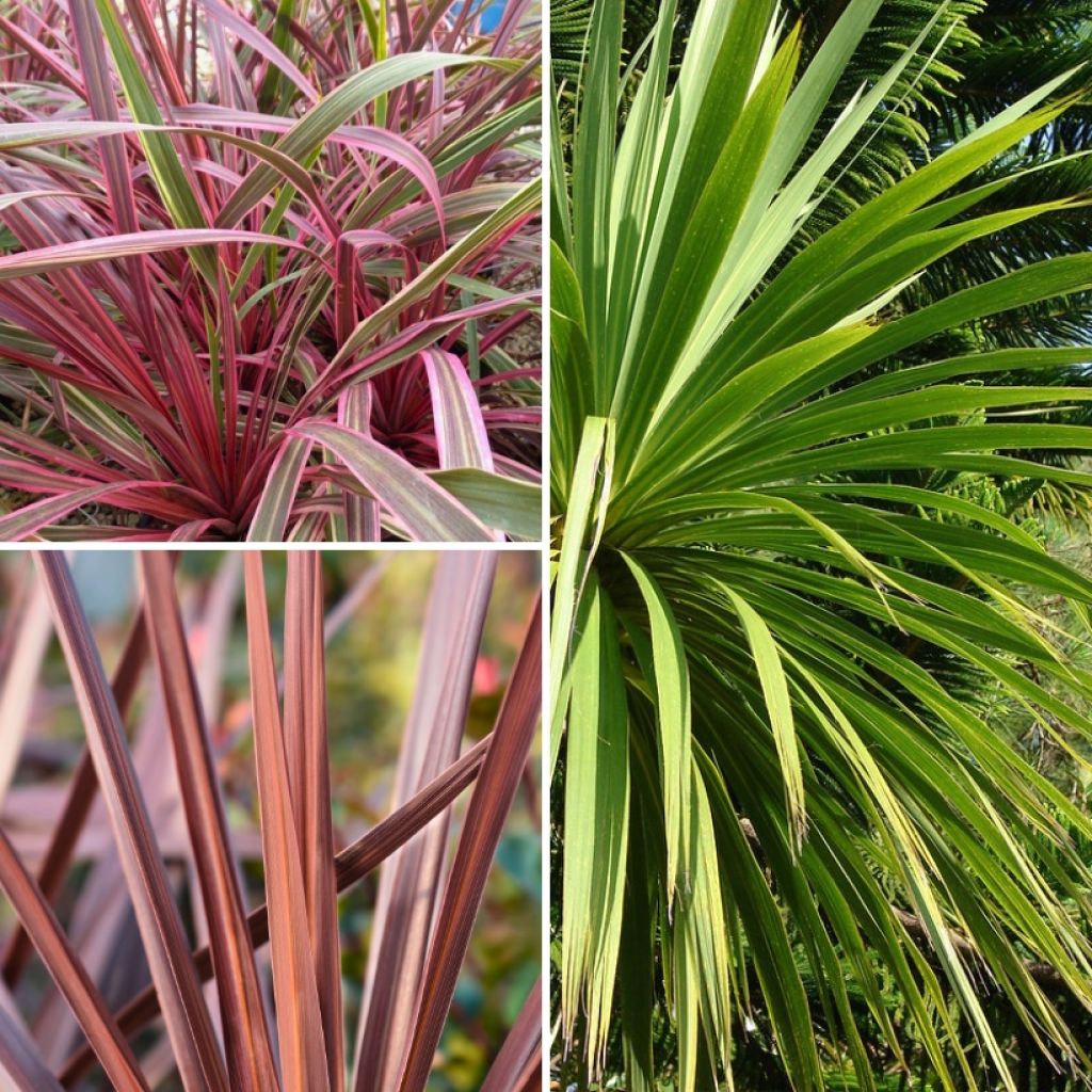 Collectie Cordylines voor Exotische Borders