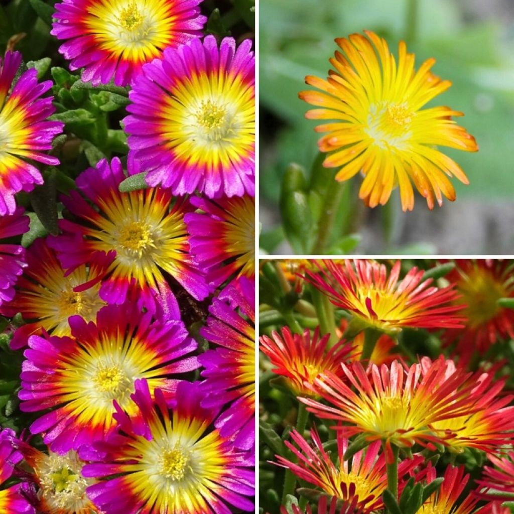 Collectie Delosperma's voor rotstuin