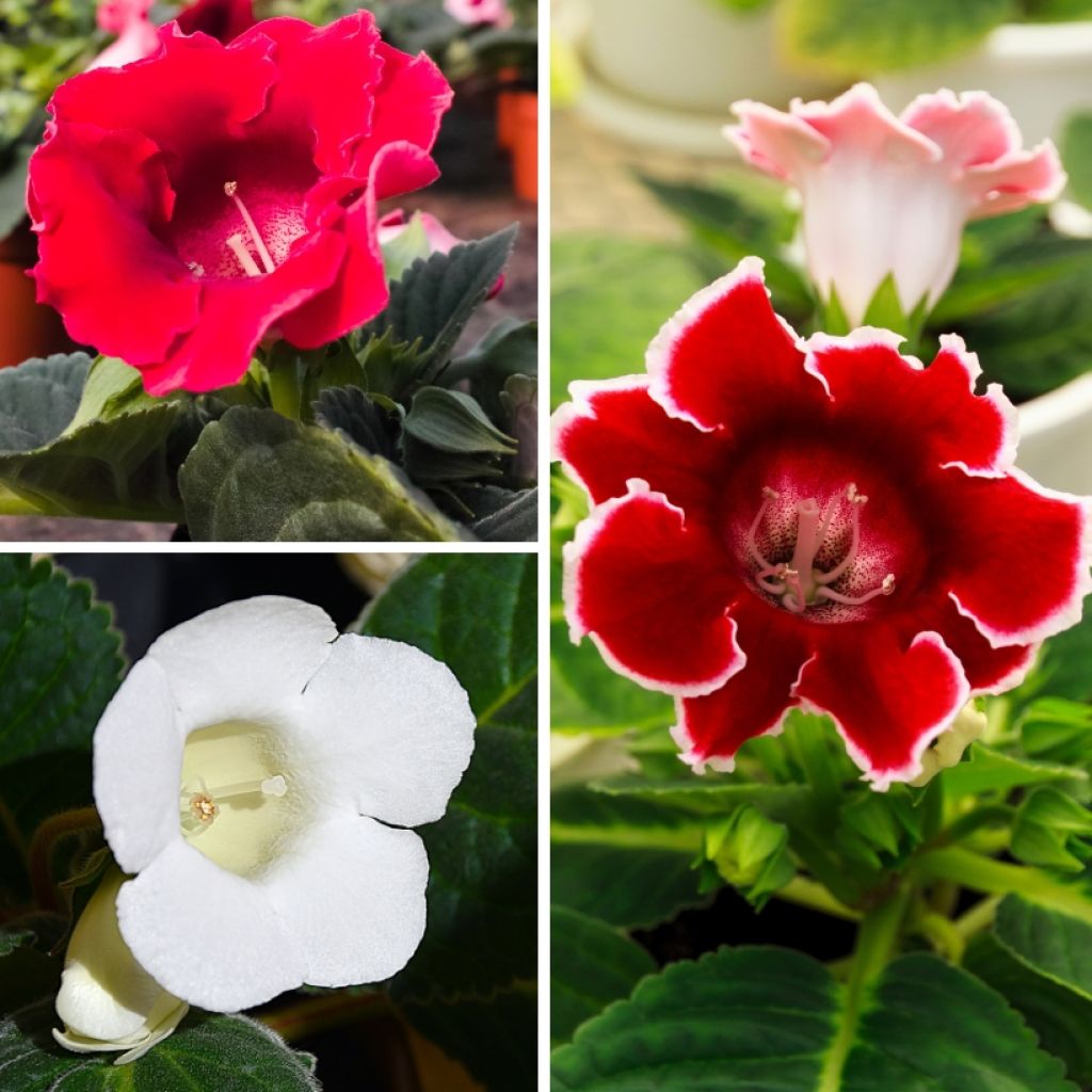 Collectie Gloxinia's rood en wit