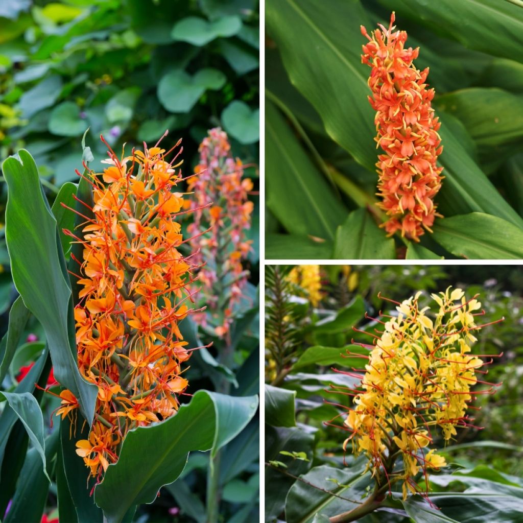 Collectie Hedychium - Siergember