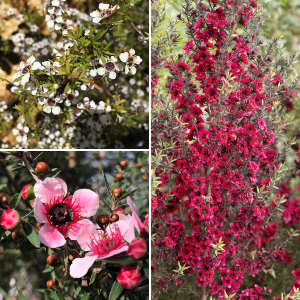 Collectie Leptospermum