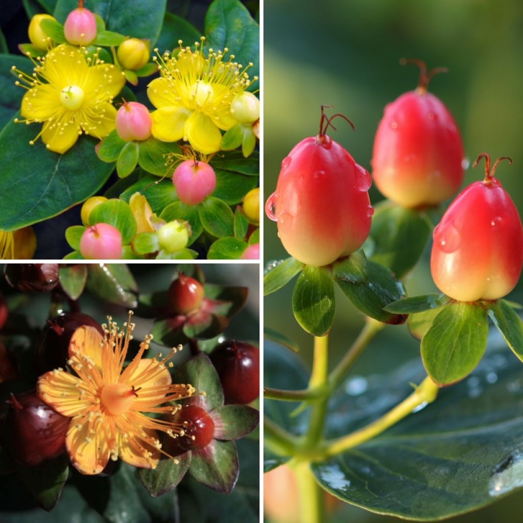 Collectie Sint-Janskruid met decoratieve vruchten