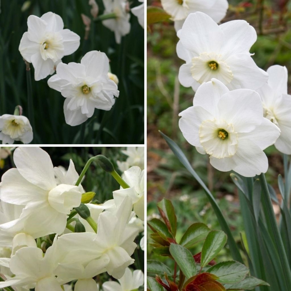 Collectie witte narcissen