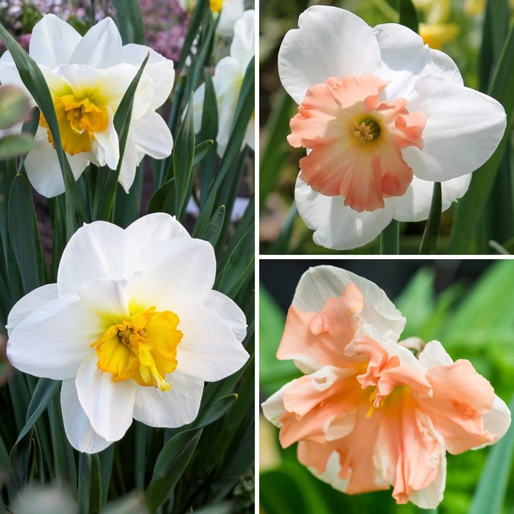 Collectie Narcissen Vlinders