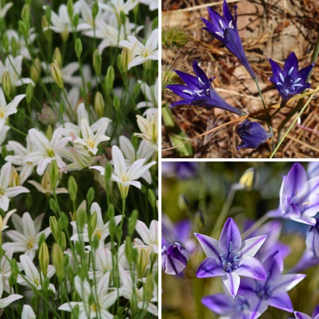 Collectie Triteleia's
