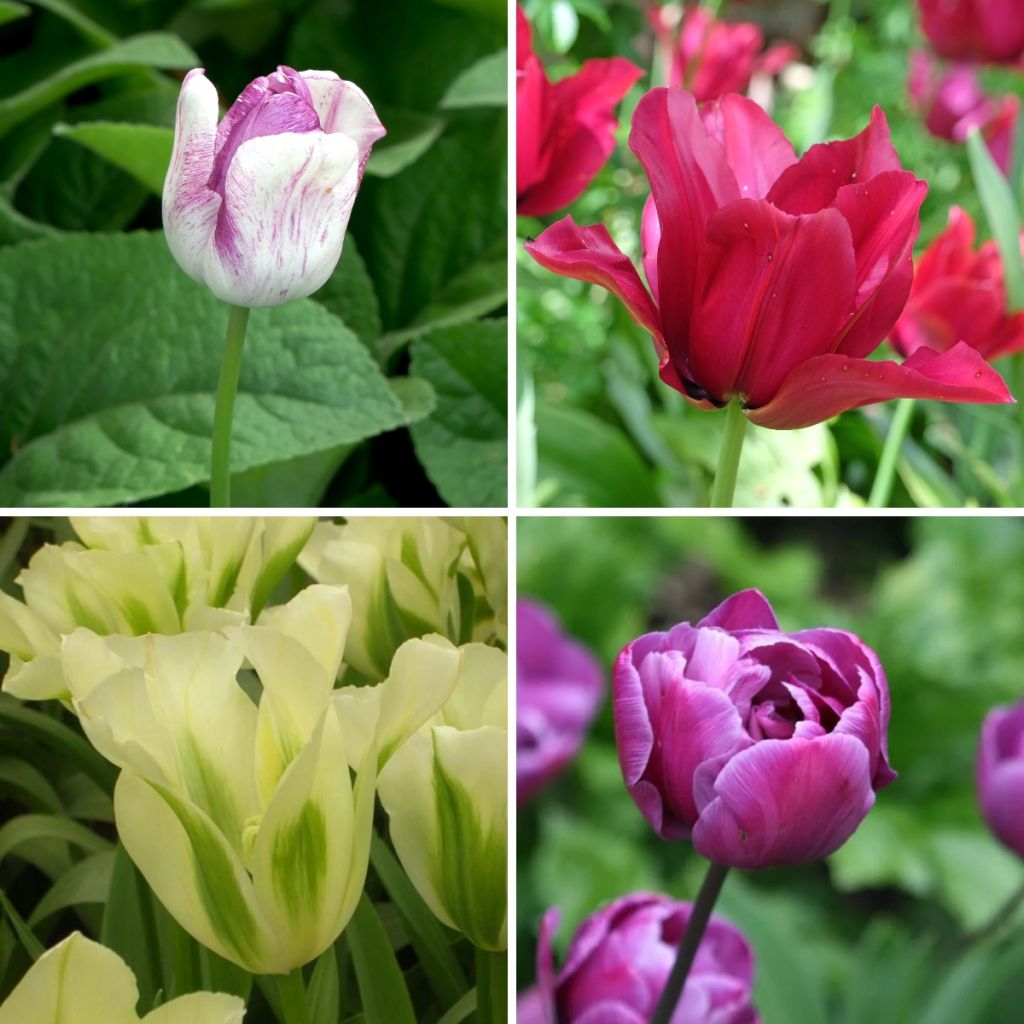 Collectie Landelijke Tulpen