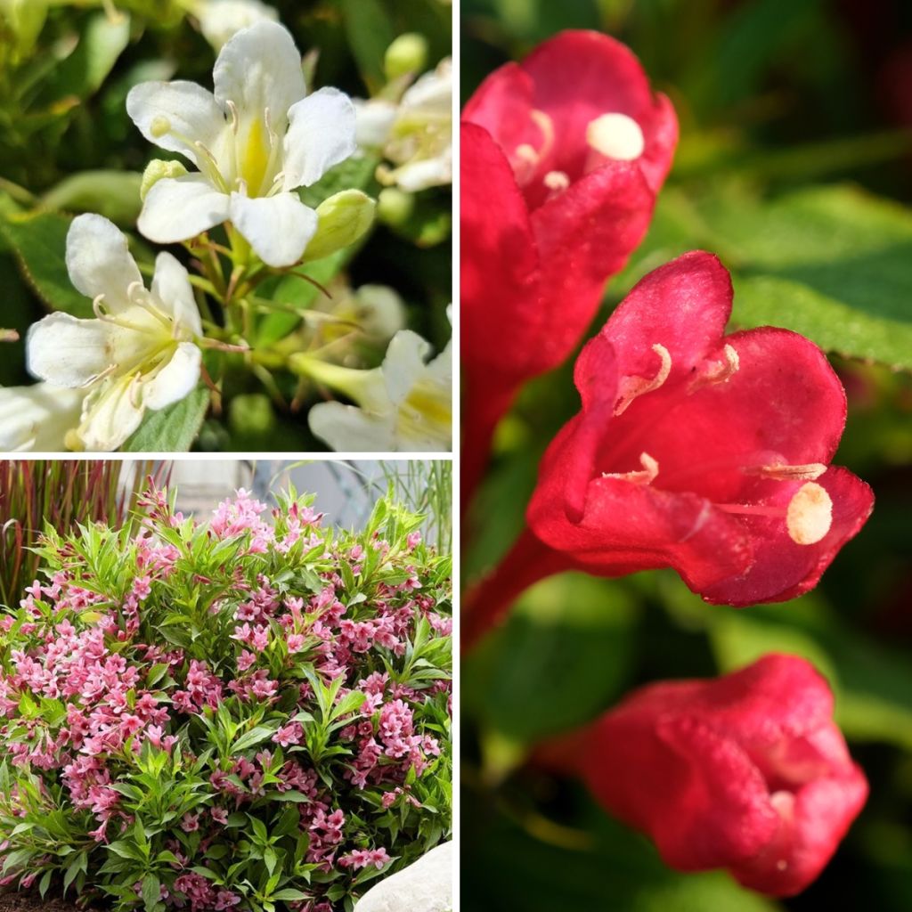 Collectie Dwergweigelia's