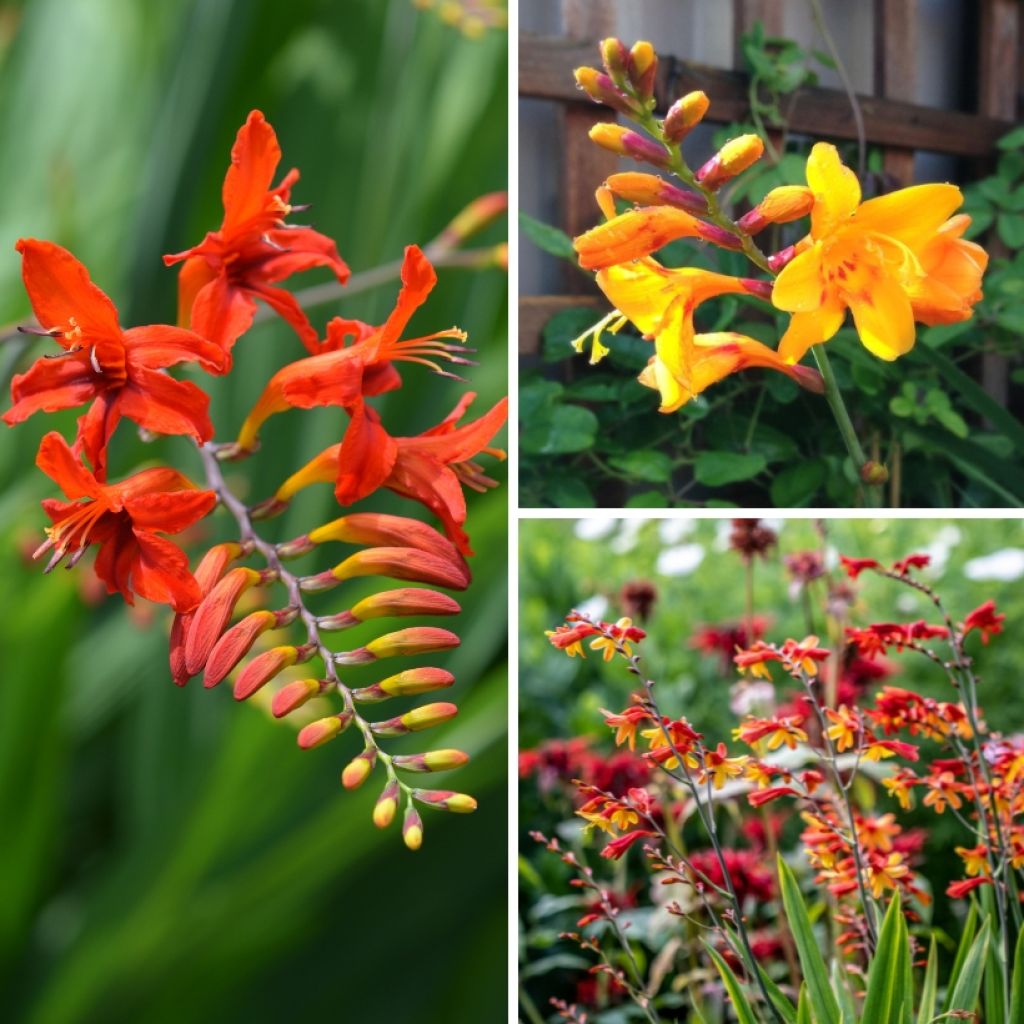 Collectie crocosmia's