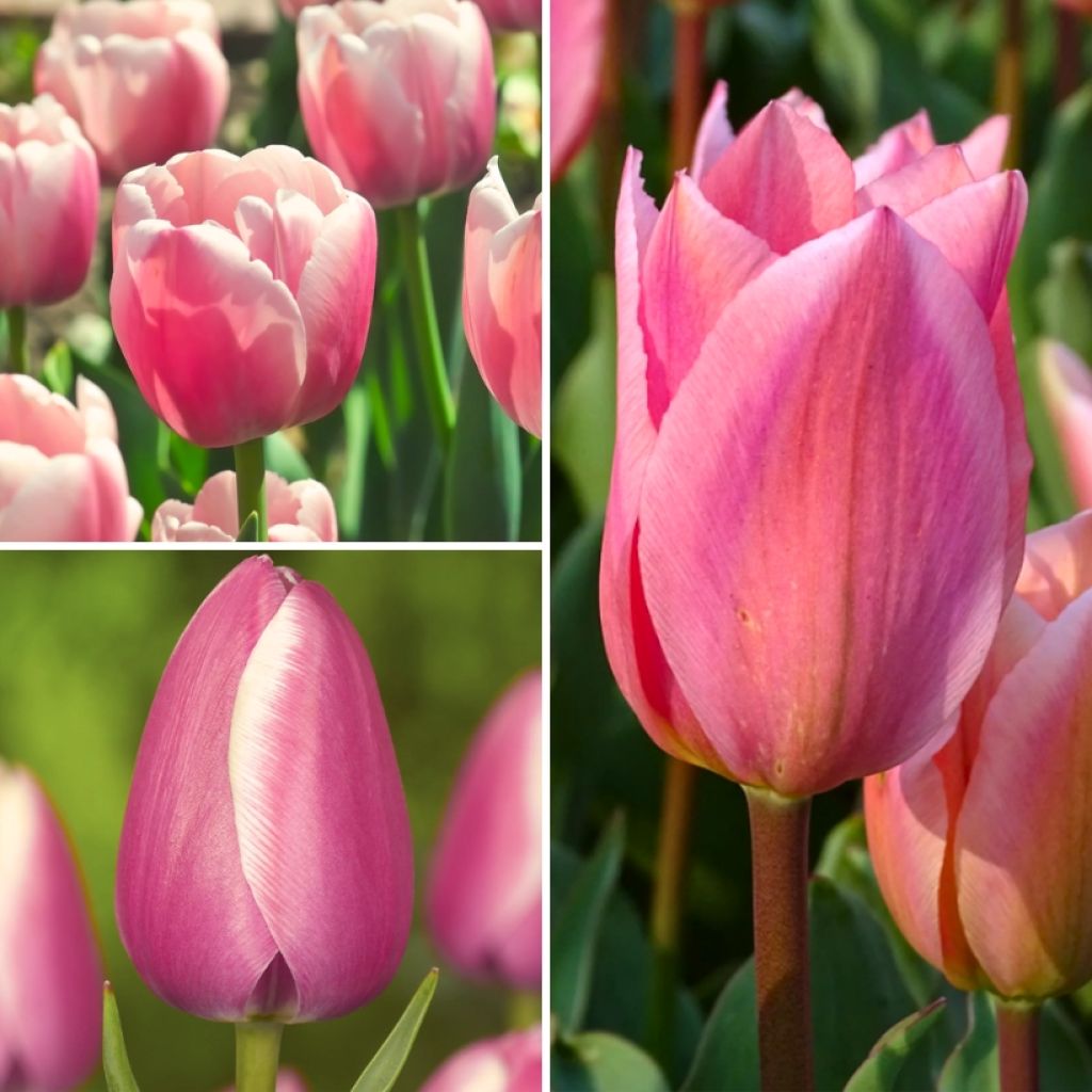 Collectie Twee maanden roze tulpen