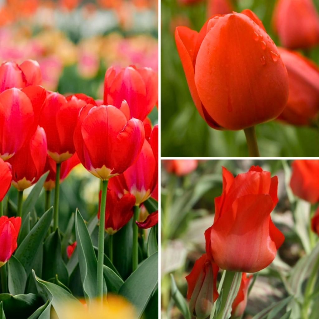 Collectie Twee maanden rode tulpen