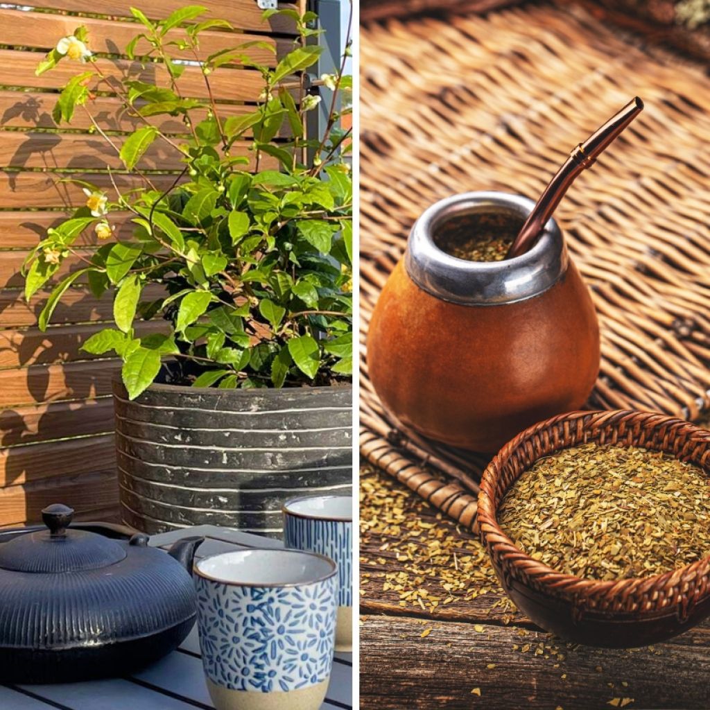 Duo Theeplanten - Yerba maté