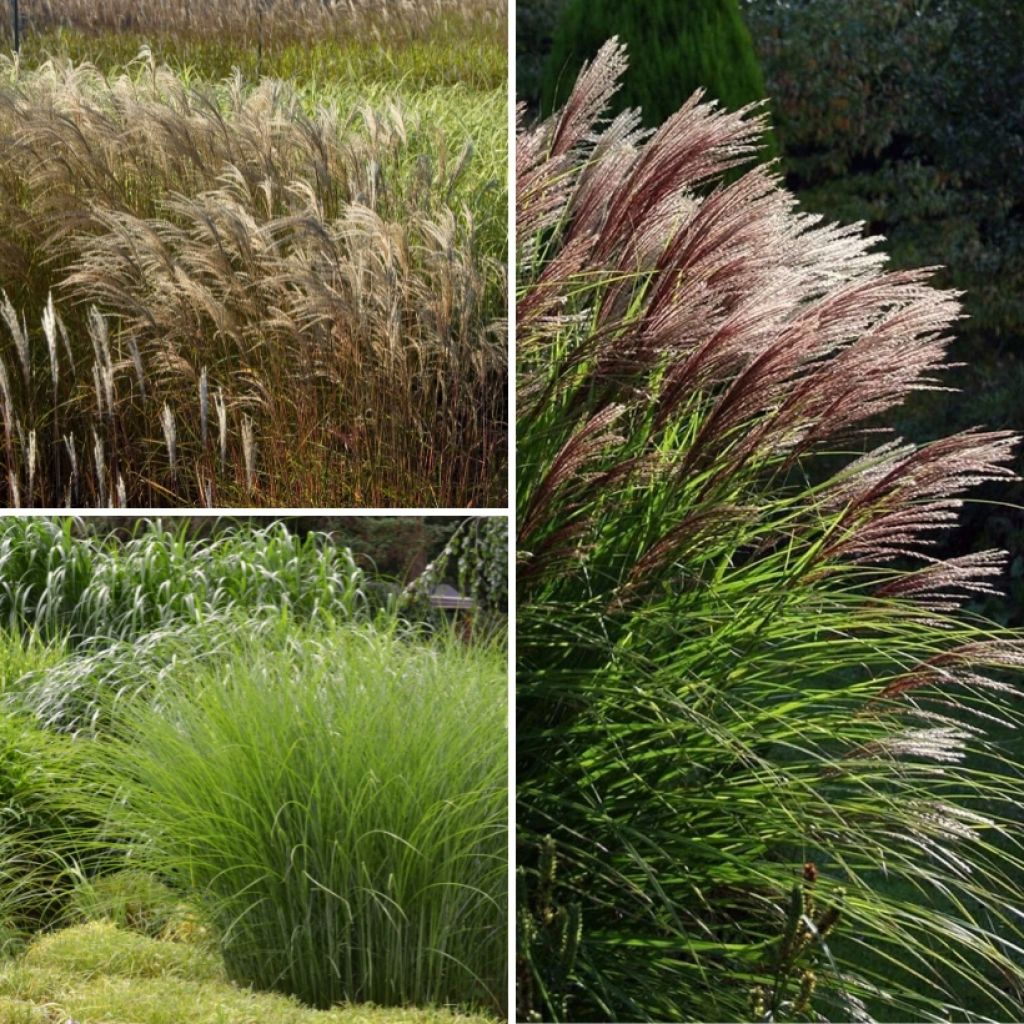 Collectie Miscanthus