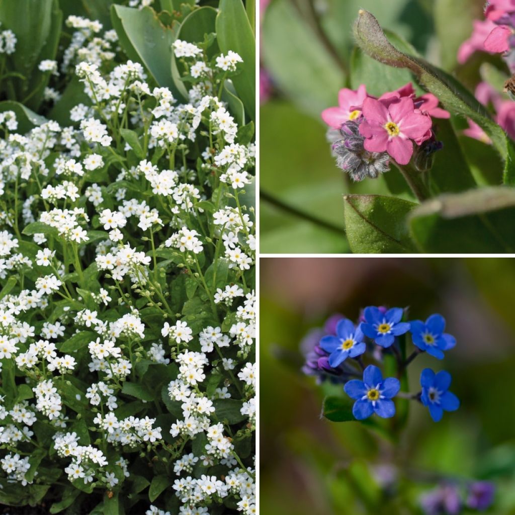 Collectie Vergeet-mij-nietje