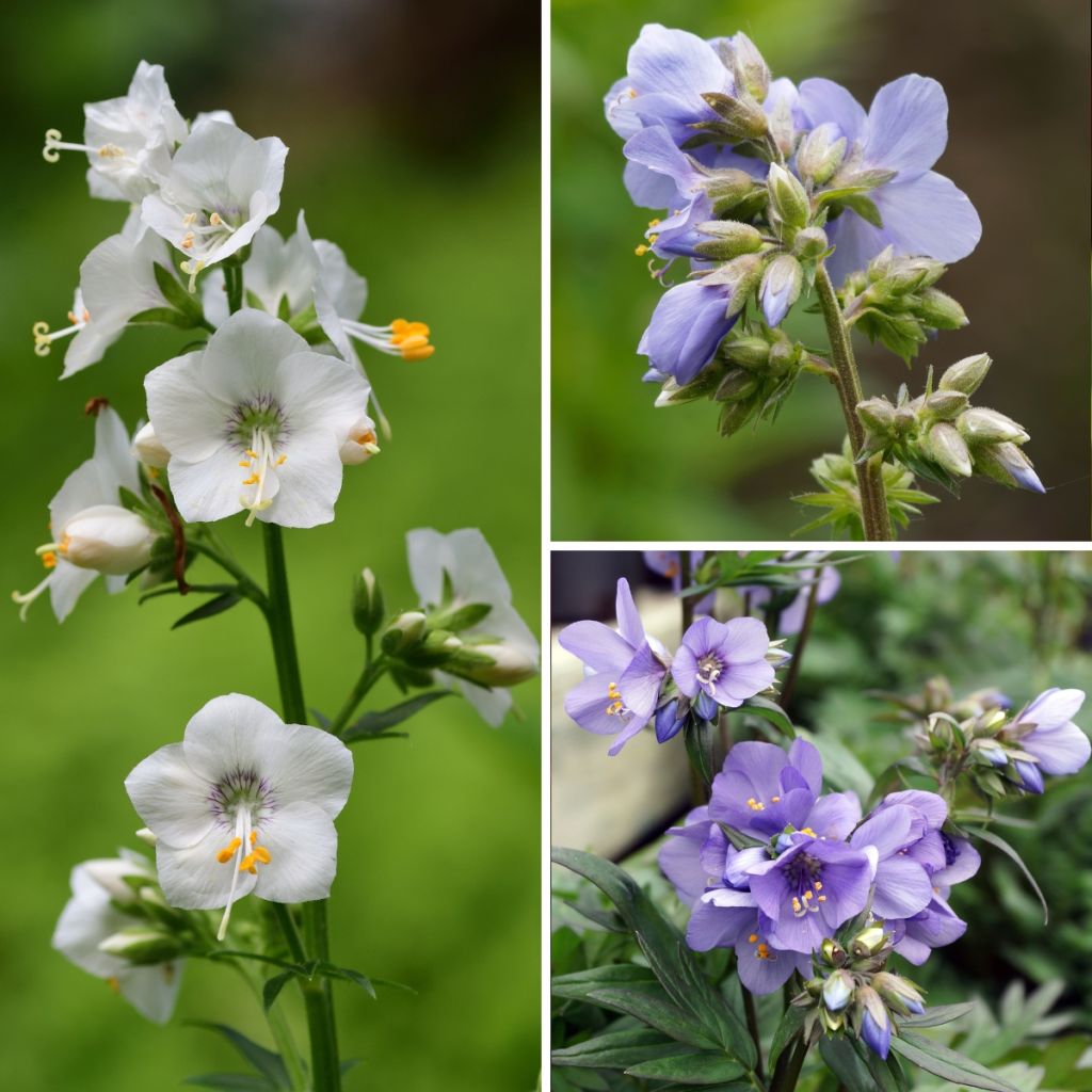 Collectie Polemonium