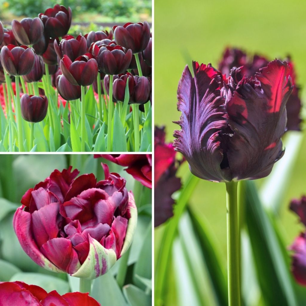Collectie Mystieke Zwarte Tulpen