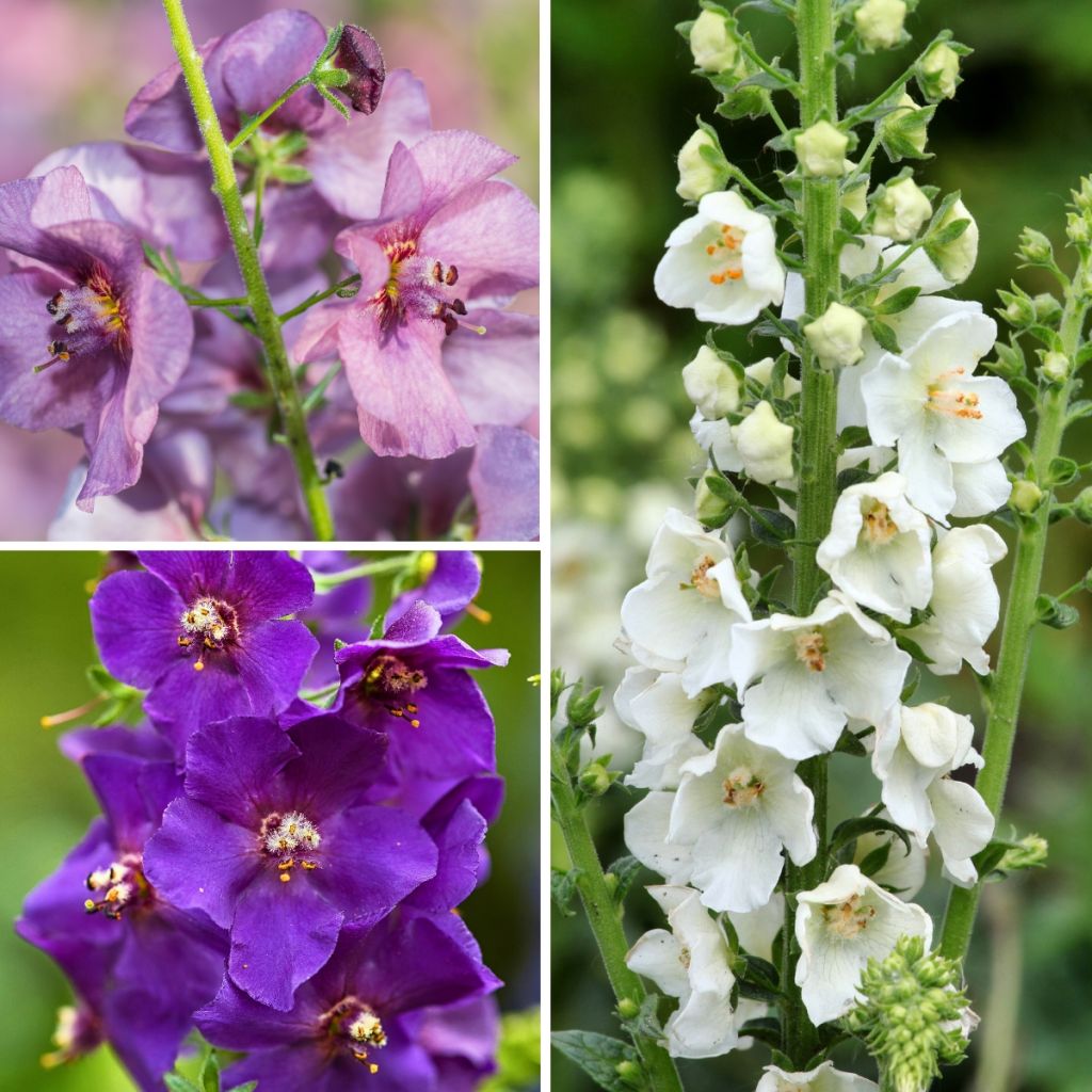 Collectie Verbascum-hybriden