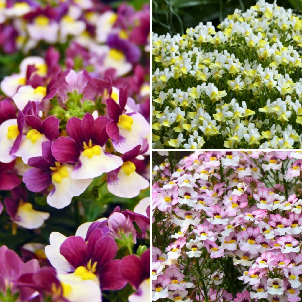 Collectie Nemesia