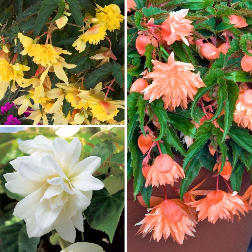 Collectie van 3 hangbegonia's Belleconia