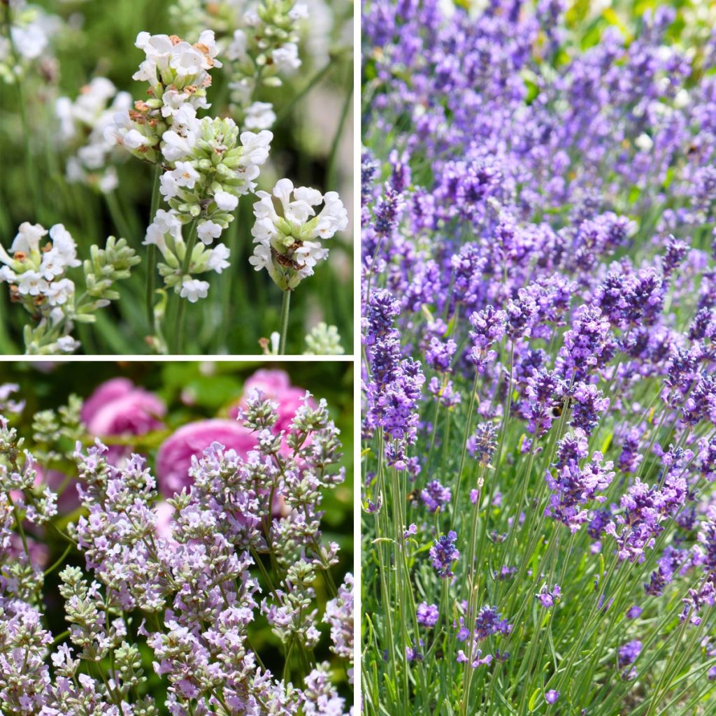 Collectie echte lavendel tegen een scherpe prijs