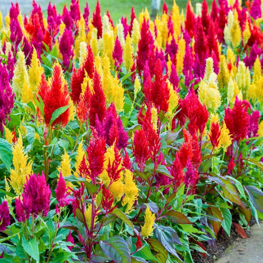 Collecties Leeuwenkam