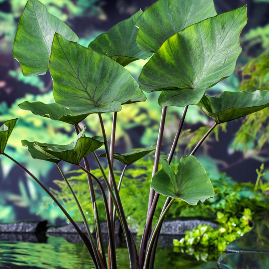 Colocasia esculenta Tea Cup - Olifantsoor
