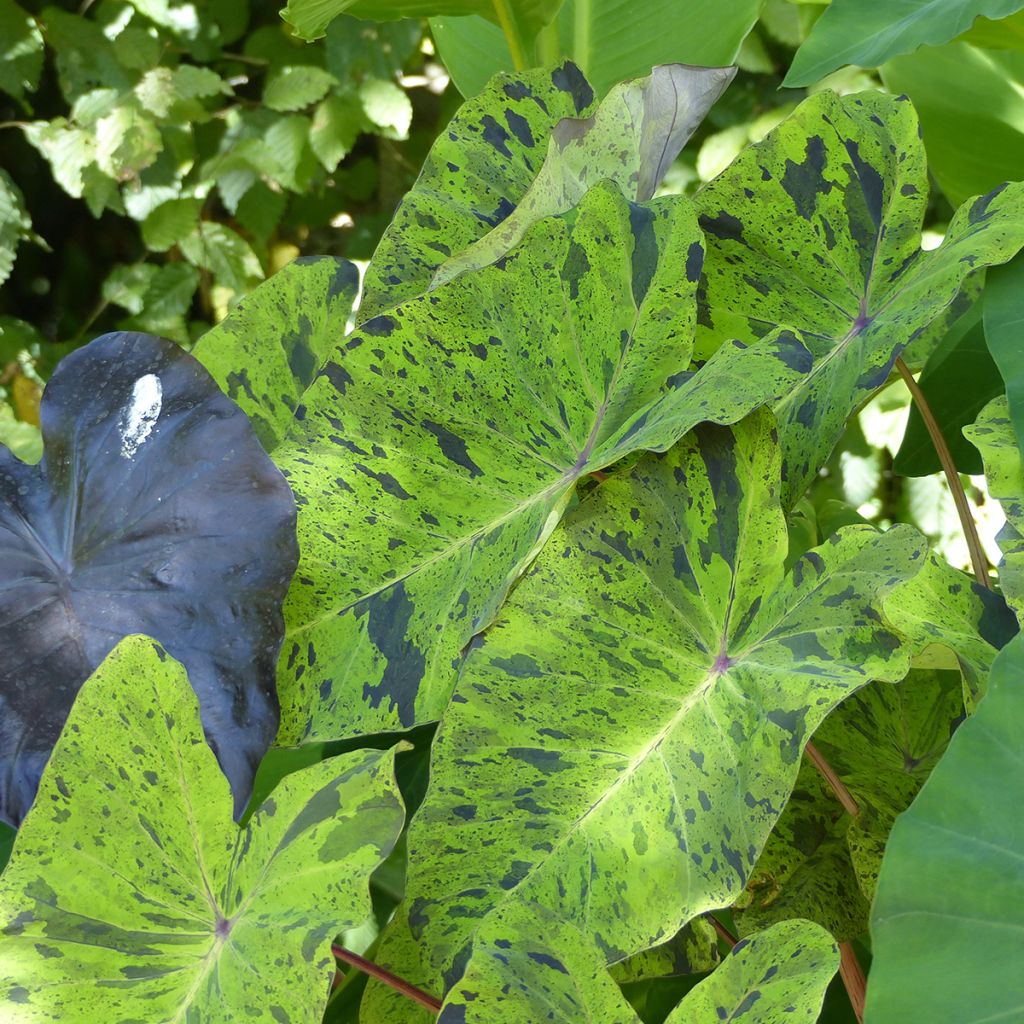Colocasia esculenta Mojito - Olifantsoor