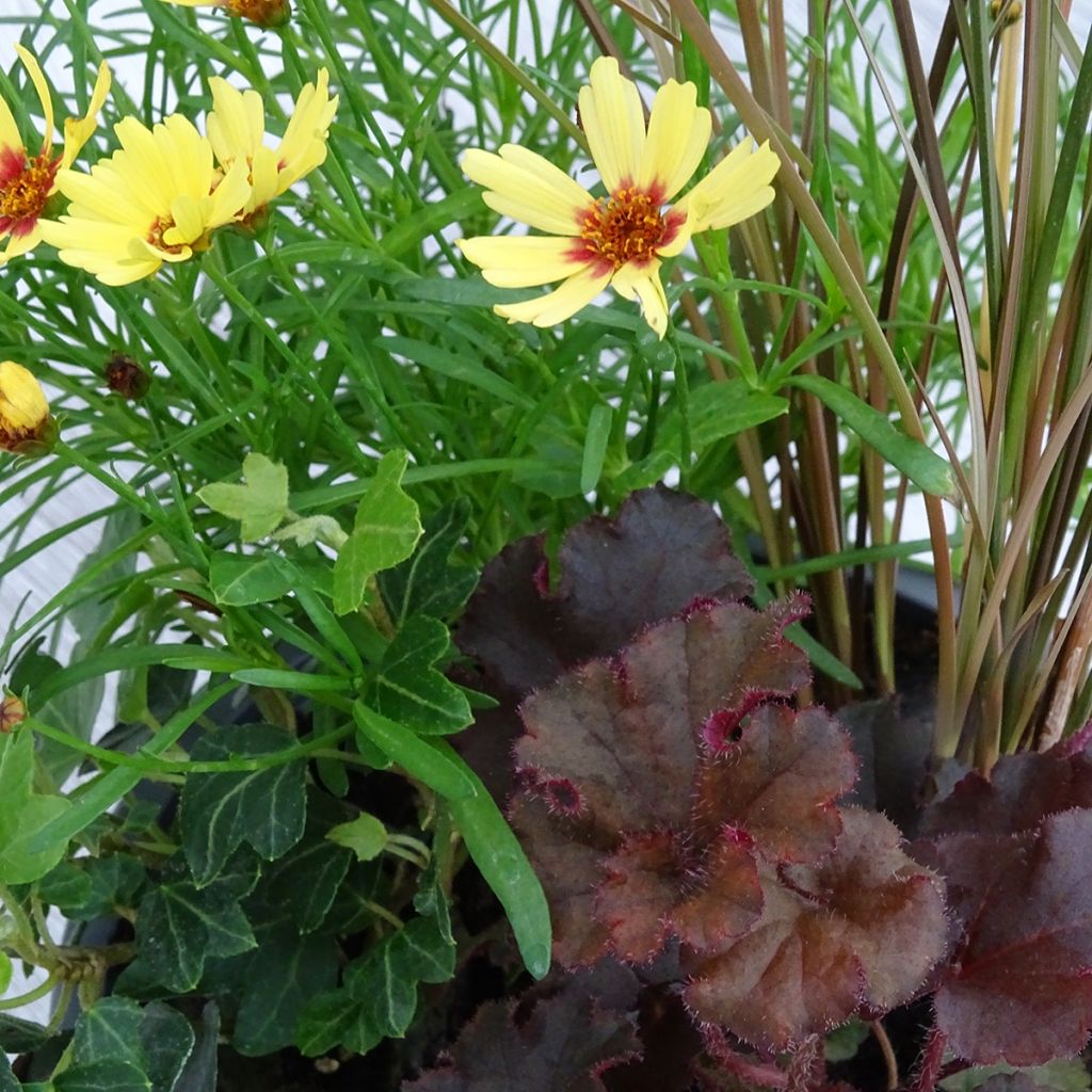 Vrolijke Samenstelling - samenstelling van 4 planten