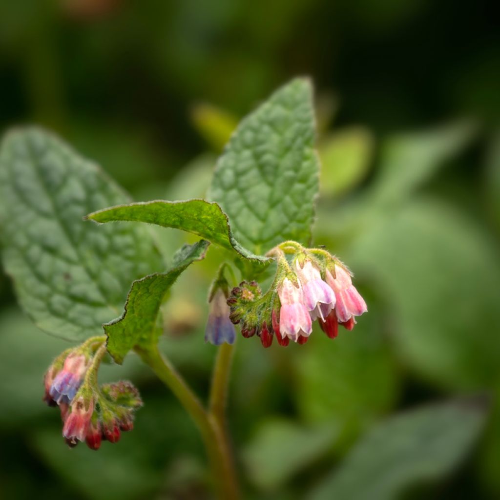 Smeerwortel Hidcote Pink - Symphytum grandiflorum