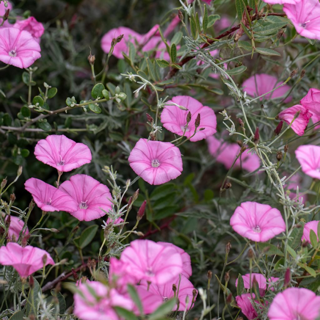 Convolvulus althaeoides - Mediterrane winde